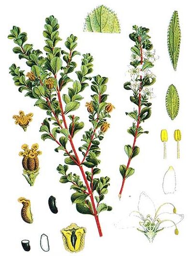 Buchu part dans Cystonette